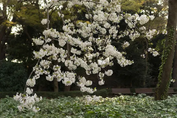 White blossom (7)